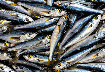 Fototapeta premium fresh fish on the market. sardines are a source of fish oil and omega 3.