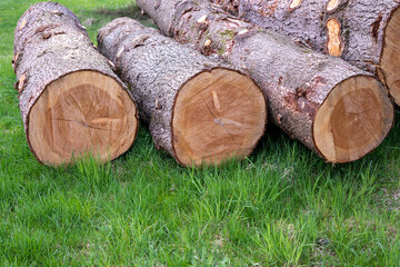 Whole wooden lumber logs storaged on green grass