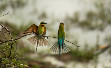 The blue-tailed bee-eater (Merops philippinus) is a near passerine bird in the bee-eater family Meropidae. It is widely distributed across South and Southeast Asia,Bird in Thailand.