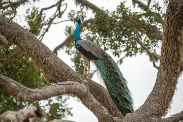 Naklejka premium Peacock is the name given to two species of birds from the Pavo genus from the pheasant family. During the courtship period, the male peacock is known for his tails, which he displays openly.