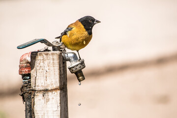 Pájaro amarillo con cabeza negra parado sobre una canilla con agua mirando hacia el costado.  - obrazy, fototapety, plakaty
