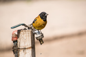Pájaro amarillo con cabeza negra parado sobre una canilla con agua. - obrazy, fototapety, plakaty