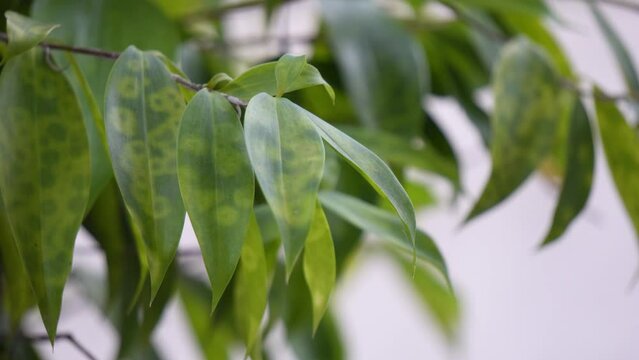 Close-up of green leaves with white veins on a tree branch moving due to the wind