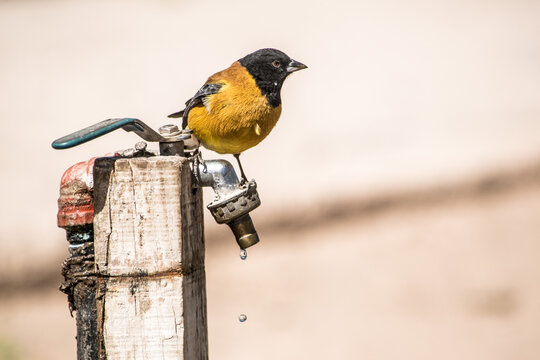 P&aacute;jaro amarillo con cabeza negra parado sobre una canilla con agua mirando hacia el costado. 