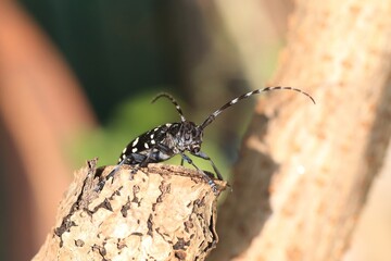 Anoplophora chinensis, the citrus long-horned beetle, is a long-horned beetle native to Japan,...