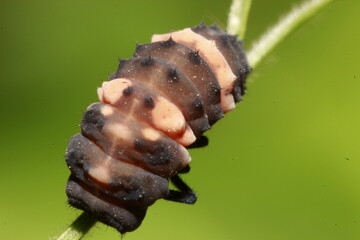 ladybug larva stage