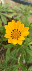 yellow flower in the garden