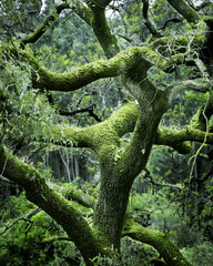 Fototapeta premium tree in the forest