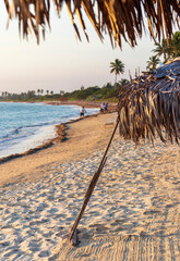 Workers cleaning up the beach from the seaweed. people