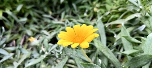 yellow flower in the grass