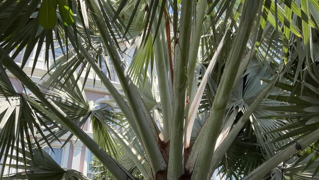 Large Octopus Century Plant with Long Twisting Leaves in Tropical Arid Garden