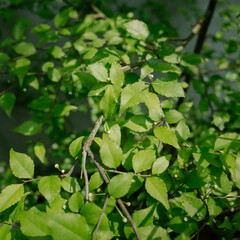 green leaves of a tree