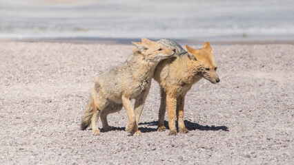 Dos zorros en un desierto. 