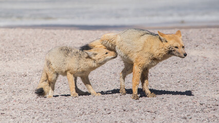 Dos zorros, un cachorro alimentándose de su mamá. 