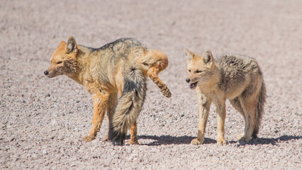 Dos zorros, uno con la pata levantada. 