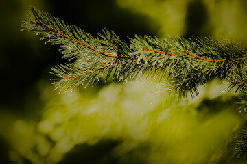 Beautiful green branches of a pine tree with fresh needles after the rain. The coniferous forest is summery.