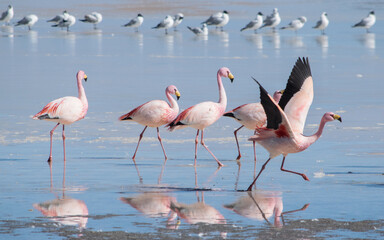 Parinas, flamencos en un lago. Gaviotas de fondo. 