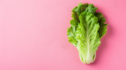 Fresh green lettuce on a vibrant pink background.
