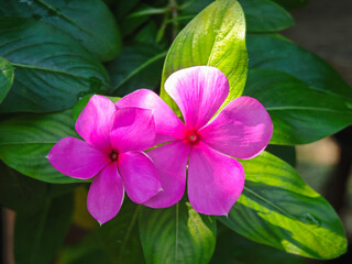 blossom rose periwinkle in garden