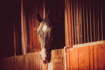 Portrait of a bay horse standing in a stable at a farm. Agriculture, livestock, and stables are all...