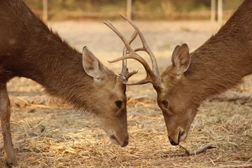 Crédence de cuisine en verre imprimé Antilope deer fighting