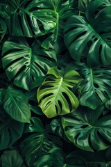 Fototapeta na wymiar Incorporating the vibrant verdant tones of the Monstera plant can infuse your designs with a sense of rejuvenation and vibrancy.