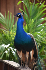 Posing Cobalt Blue Peacock Looking Poised and In Control
