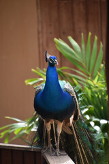 Cobalt Blue Peafowl Standing Up with Feathers Trailing