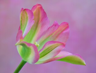 Fototapeta premium Greenland Tulip