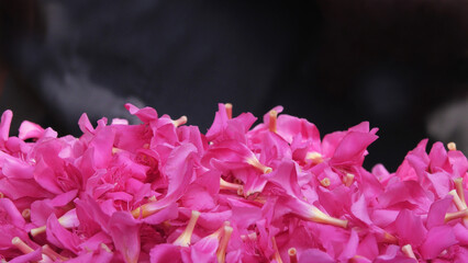 Beautiful pink oleander flowers displayed in a flower shop