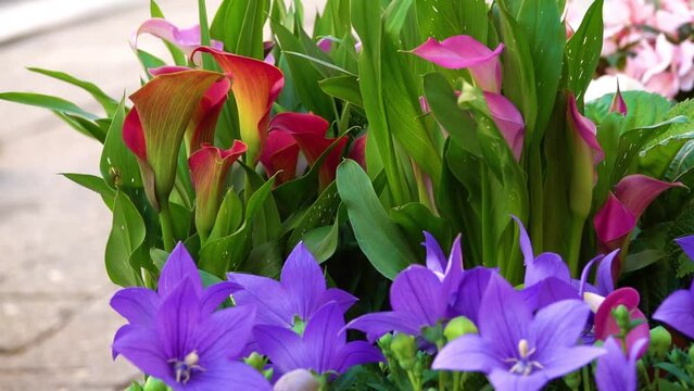 Purple lilies and red-yellow callas in a street flower shop.