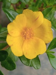 Obraz premium yellow flower in the garden
