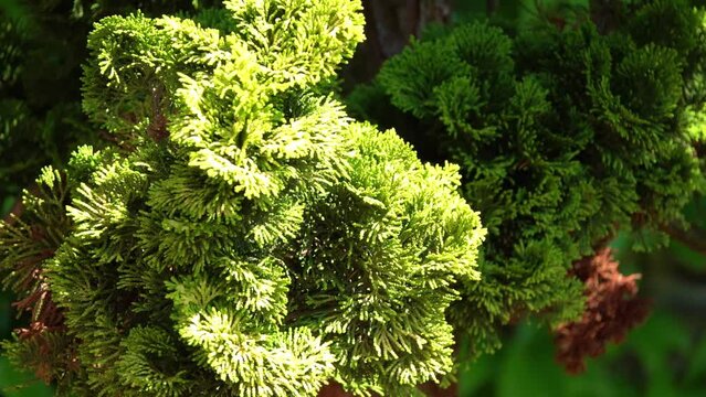 Chamaecyparis obtusa (Japanese cypress or hinoki) is a species of cypress native to central Japan, and widely cultivated in the temperate northern hemisphere for its high quality timber.