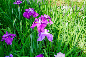 梅宮大社神苑に咲く紫色の花菖蒲