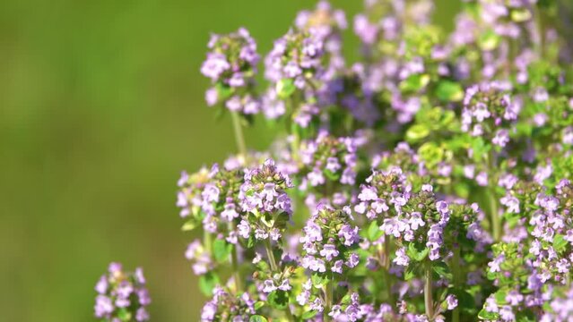 Thymus pannonicus, Hungarian thyme or Eurasian thyme, is perennial herbaceous plant, distributed in central and eastern Europe and Russia. It grows over open dry meadows, grasslands, and rocks.