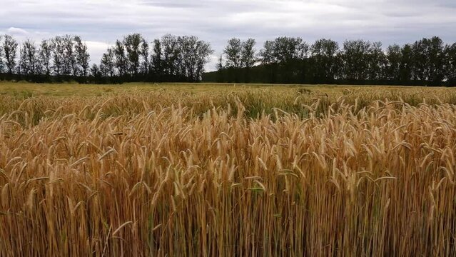 Rye field. Sowing or cultivated rye (Secale cereale) is an annual or biennial herbaceous plant, species of genus Rye (Secale) of family Myatlikovye (Cereals). There are winter and spring forms of rye.