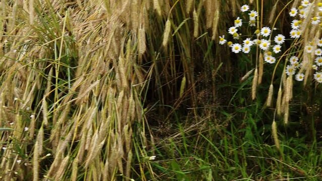 Rye and Matricaria chamomilla (Matricaria recutita), camomile, Italian camomilla, German or Hungarian chamomile (kamilla), wild chamomile or scented mayweed, family Asteraceae.