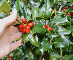 Holly tree berries in human hand in sunlit forest.