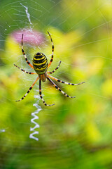 Araignée jaune et noire sur sa toile