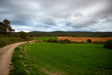 Obraz premium Green field in the evening 