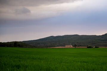 Green field in the evening	