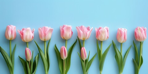 nine soft pink tulips laying on blue background with an attractive image, TULIPS occupy less than half of the background
