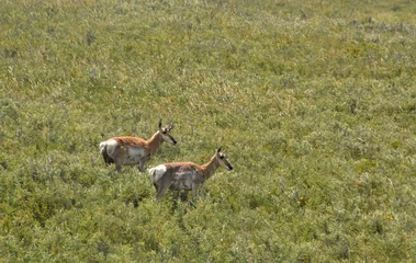 Deurstickers Pair of American Antelope Does on the Plains © dejavudesigns