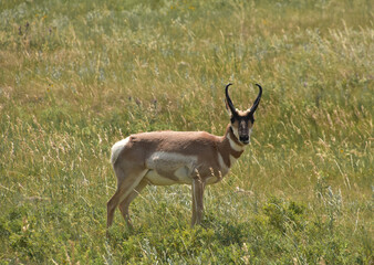 Amazing Look Into the Face of a Peninsular Pronghorn