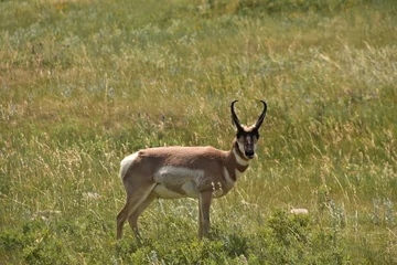 Fotobehang Solitary Peninsular Pronghorn Buck on a Prairie © dejavudesigns