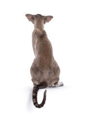 Young adult blue point Siamese cat, sitting backwards. Looking up not showing face. isolated on a white background.