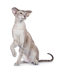 Young adult blue point Siamese cat, sitting facing front with one paw lifted. Looking side ways. isolated on a white background.