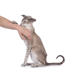 Young adult blue point Siamese cat, sitting up side ways giving love bites in human arm. Isolated on a white background.