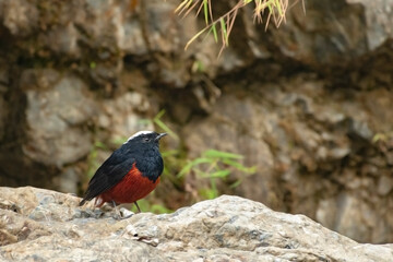 White Capped Red Start Male on rocks on bank of river Jayanti.