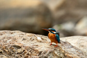 Common Kingfisher bird on rocks on bank of river Jayanti.